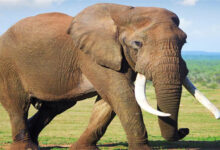 Tập làm văn lớp 4: Tả con voi trong vườn thú  2 Dàn ý & 18 bài văn tả con voi lớp 4