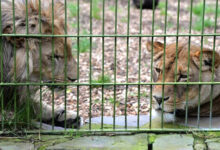 Tập làm văn lớp 4: Tả con sư tử trong vườn thú  Dàn ý & 9 bài văn Tả con vật nuôi ở vườn thú