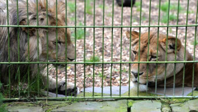 Tập làm văn lớp 4: Tả con sư tử trong vườn thú  Dàn ý & 9 bài văn Tả con vật nuôi ở vườn thú